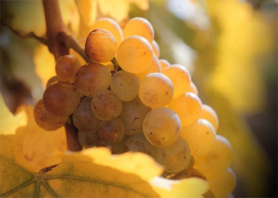 Furmint - popis odrody
