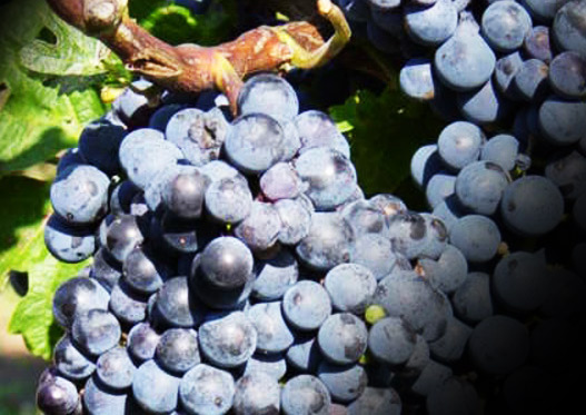 Cabernet Sauvignon - popis odrody