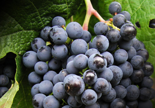 Merlot - popis odrody