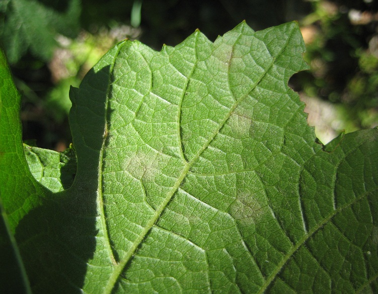 Oidium