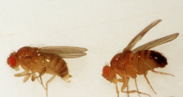 Drosophila melanogaster