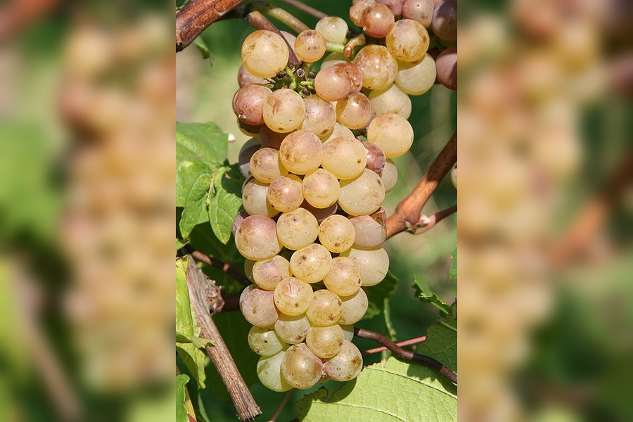 Auxerrois - popis odrody