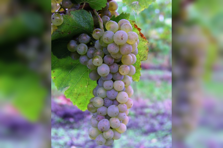 Chardonnay - popis odrody
