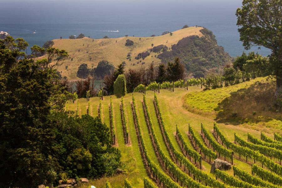 Víno a Nový Zéland