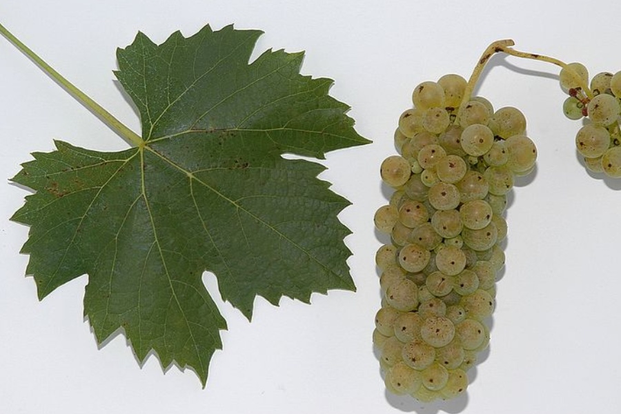 Rizling vlašský - popis odrody