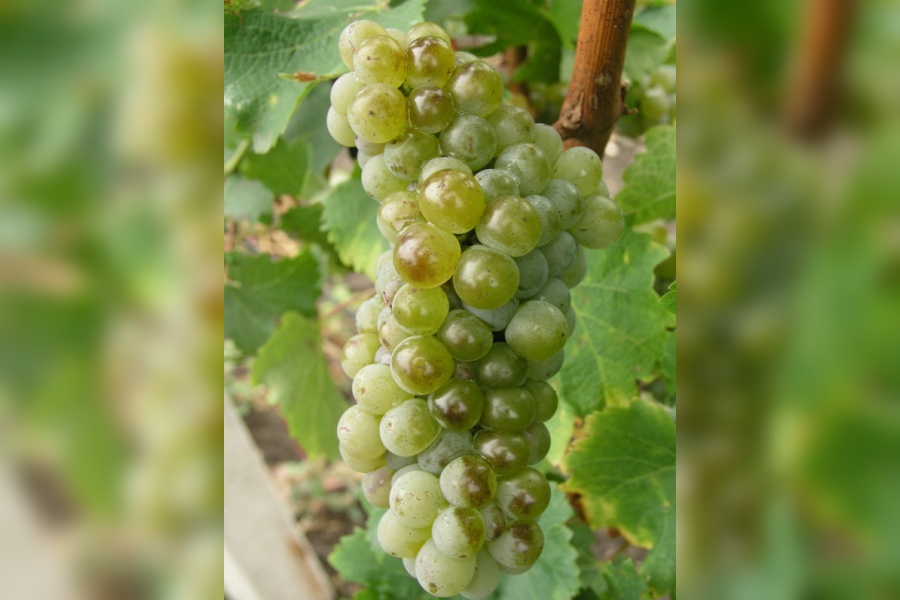 Sauvignon blanc - popis odrody