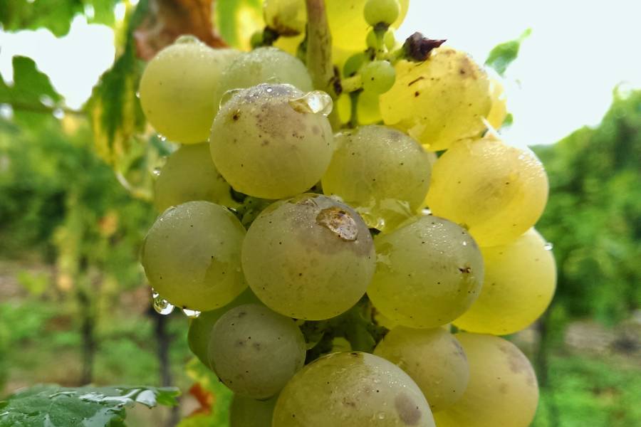 Zákon o vinohradníctve a vinárstve